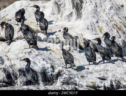 Halifax Island African Pinguin Breeding Site 100 m vom Hauptland Namibia Lüderitz entfernt Stockfoto