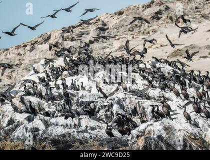 Halifax Island African Pinguin Breeding Site 100 m vom Hauptland Namibia Lüderitz entfernt Stockfoto