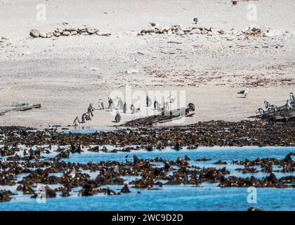 Namibia Lüderitz Halifax Island African Pinguin Breeding Site 100 m vom Hauptland entfernt Stockfoto