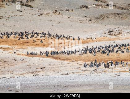 Halifax Island African Pinguin Breeding Site 100 m vom Hauptland Namibia Lüderitz entfernt Stockfoto