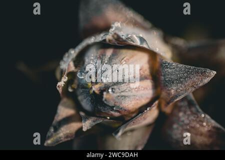 Ein Makrofoto einer Blume, mit einem Spritzer Wassertropfen, die im Licht glitzern Stockfoto