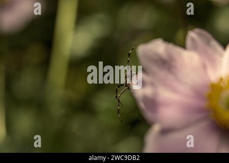 Eine Nahaufnahme einer Arachennide, die auf einer rosa Blume thront Stockfoto