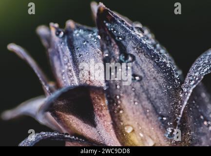 Eine Nahaufnahme einer tieffarbigen Blume mit glitzernden Wassertropfen auf ihren Blütenblättern Stockfoto