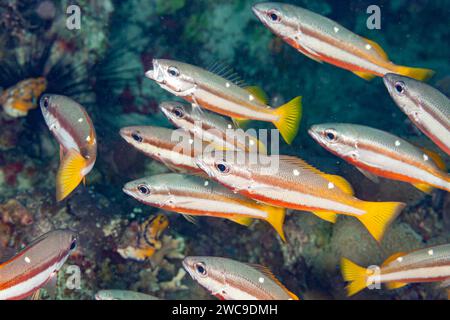 Malaysia, Sabah, Mabul, zwei-Punkt-Schnapper oder zwei-Punkt-Schnapper (Lutjanus biguttatus) Stockfoto