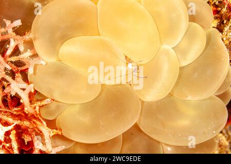 Malaysia, Sabah, Mabul, Geistergarnelen in Bubble Coral Stockfoto