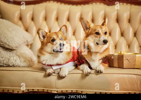 Zwei süße rot-weiße waliser Corgi pembroke in Silvesterkleidung auf dem Sofa mit Geschenkboxen Stockfoto
