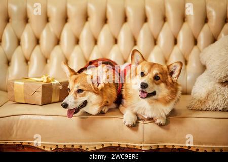 Zwei süße rot-weiße waliser Corgi pembroke in Silvesterkleidung auf dem Sofa mit Geschenkboxen Stockfoto