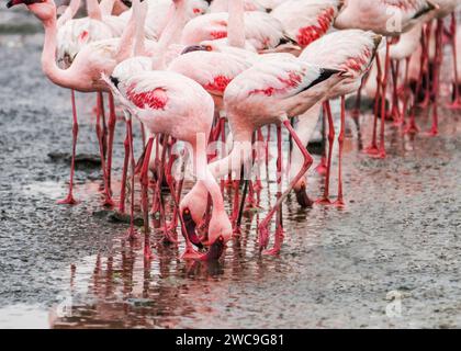 Namibia Swakopmund Pelican Point - größere und kleinere Flamingos Stockfoto