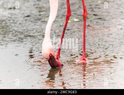 Namibia Swakopmund Pelican Point - größere und kleinere Flamingos Stockfoto