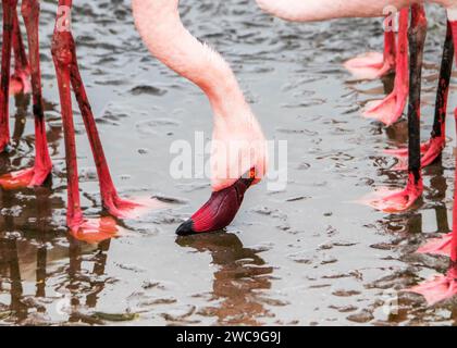 Namibia Swakopmund Pelican Point - größere und kleinere Flamingos Stockfoto