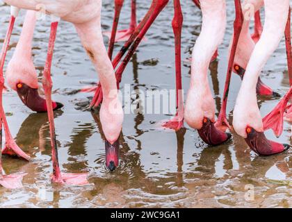 Namibia Swakopmund Pelican Point - größere und kleinere Flamingos Stockfoto