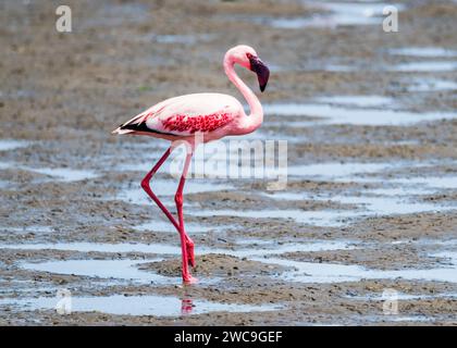 Namibia Swakopmund Pelican Point - größere und kleinere Flamingos Stockfoto