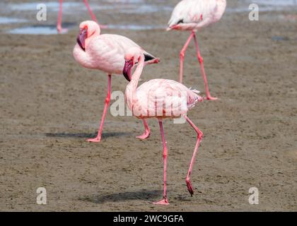 Namibia Swakopmund Pelican Point - größere und kleinere Flamingos Stockfoto