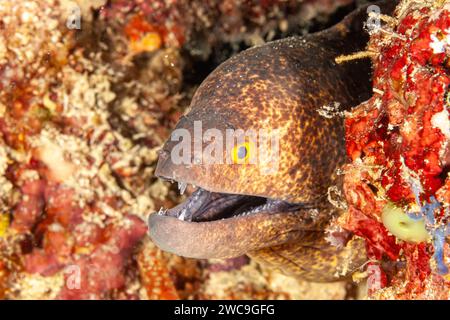 Malaysia, Sabah, Mabul, Moray mit gelbem Rand (Gymnothorax flavimarginatus) Stockfoto