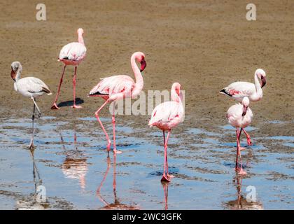 Namibia Swakopmund Pelican Point - größere und kleinere Flamingos Stockfoto