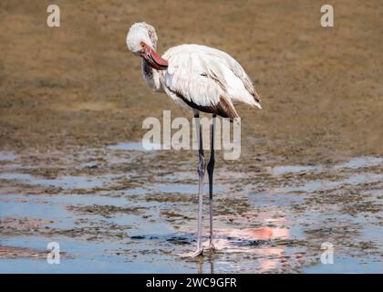 Namibia Swakopmund Pelican Point - größere und kleinere Flamingos Stockfoto