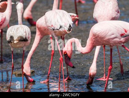 Namibia Swakopmund Pelican Point - größere und kleinere Flamingos Stockfoto