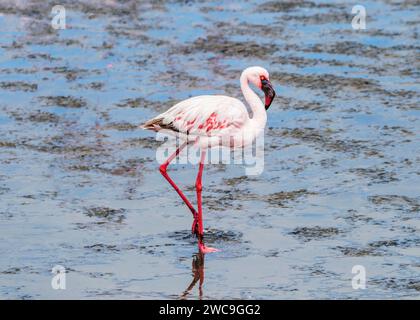 Namibia Swakopmund Pelican Point - größere und kleinere Flamingos Stockfoto