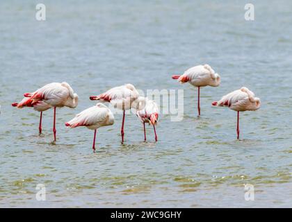 Namibia Swakopmund Pelican Point - größere und kleinere Flamingos Stockfoto