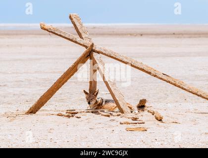 Namibia Swakopmund Pelican Point Black-Back Jackal Stockfoto