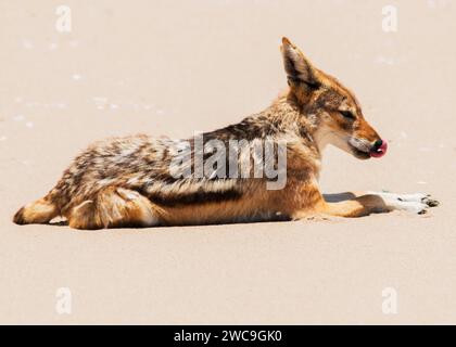 Namibia Swakopmund Pelican Point Black-Back Jackal Stockfoto