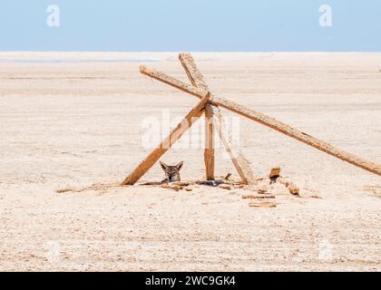 Namibia Swakopmund Pelican Point Black-Back Jackal Stockfoto