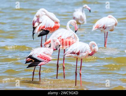 Namibia Swakopmund Pelican Point - größere und kleinere Flamingos Stockfoto