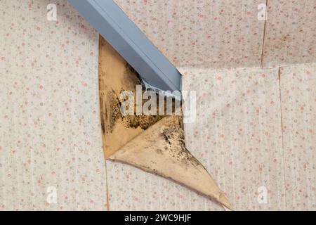 Feuchtigkeit in einem Haus, wodurch die Tapete abblättert und schwarzer Schimmel entsteht. Stockfoto