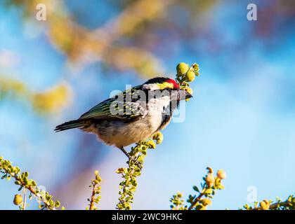 Acacia Pied Barbet Namibia Stockfoto