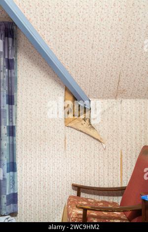 Feuchtigkeit in einem Haus, wodurch die Tapete abblättert und schwarzer Schimmel entsteht. Stockfoto