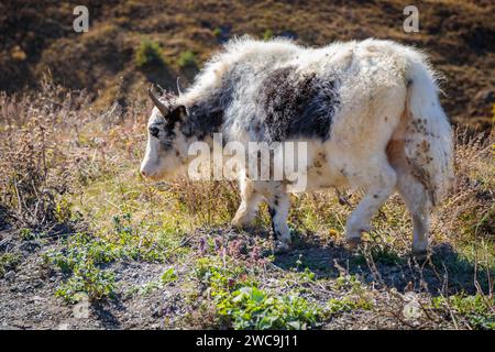 Niedliche Schafe inmitten wunderschöner Berge, umgeben von majestätischer Naturlandschaft Stockfoto