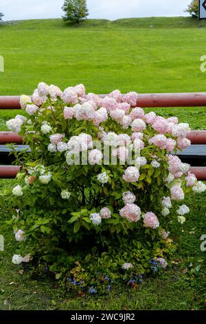 Hortensia paniculata Vanille Fraise auf einem Stamm Stockfoto