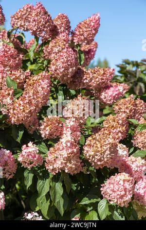 Hortensia paniculata Vanille Fraise auf einem Stamm Stockfoto