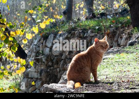 Erwachsene, Ingwer, wilde Katze mit abgewandeltem Rücken, die auf einer grasbewachsenen Terrasse in der Sonne sitzt, umgeben von gelben Herbstblättern. Stockfoto