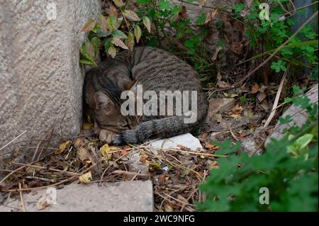 Eine ausgewachsene, grau-schwarz, Tigerstreifen, Jerusalem-Wildkatze, die sich in einem Bett aus Blättern zusammengerollt hat und ein Nickerchen machte. Stockfoto
