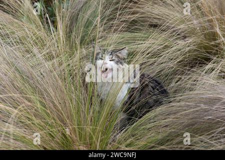 Eine hungrige, weiße, schwarze und graue Wildkatze weint nach Nahrung, während sie sich in einem Büschel Gras versteckt. Stockfoto