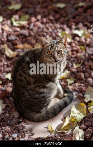 Blick von oben auf eine einsame, isolierte ausgewachsene Katze mit Tigerstreifen, die aufrecht in der Sonne auf einem Steinweg sitzt. Stockfoto