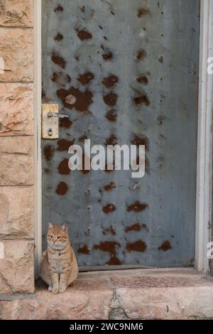 Isolierte, ausgewachsene Ingwerkatze mit Kragen und Glocke, aufrecht stehend mit den Pfoten zusammen neben einer verrosteten Metalltür. Stockfoto