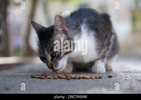 Niedriger Blickwinkel einer isolierten, erwachsenen Jerusalem-Wildkatze, die getrocknete Trockenfutter auf einem Gehweg isst. Stockfoto