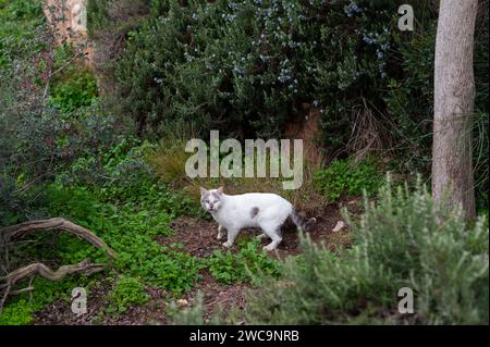 Isolierte, weiße, ausgewachsene Katze mit grauen Fellflecken spaziert durch einen städtischen Garten mit Bäumen und Sträuchern. Stockfoto
