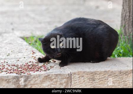 Die wilde, schwarze Jerusalem-Straßenkatze mit wütendem Gesicht und Ohren reagiert auf eine Gefahr, während sie an einer Steinmauer Trockenfutter isst. Stockfoto