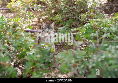 Isolierte, grau und schwarz gestreifte Katze mit großen grünen Augen steht wachsam in einem Versteck von Ästen und Blättern. Stockfoto