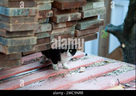 Eine kleine schwarz-weiße, wilde Straßenkatze aus Jerusalem bietet Schutz unter einem Stapel Holzbretter. Stockfoto