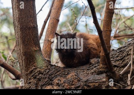 Flauschige braune und schwarze, wilde Straßenkatze aus Jerusalem mit großen gelben Augen, sitzend auf einer Barsche am Fuß eines großen Baumes. Stockfoto