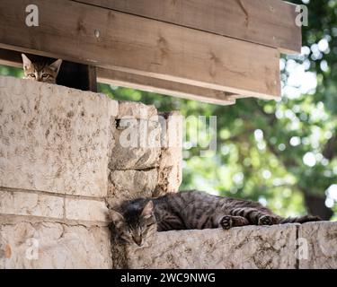 Eine Erwachsene, wilde Straßenkatze aus Jerusalem macht ein Nickerchen auf einer Steinmauer, während ein junges Kätzchen auf den Fotografen blickt. Stockfoto