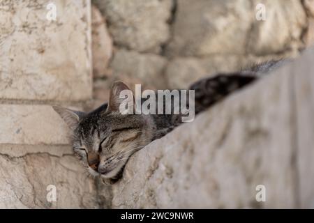 Erwachsene, wilde Straßenkatze aus Jerusalem legt ihren Kopf während einer Siesta am Nachmittag auf eine Steinmauer. Stockfoto