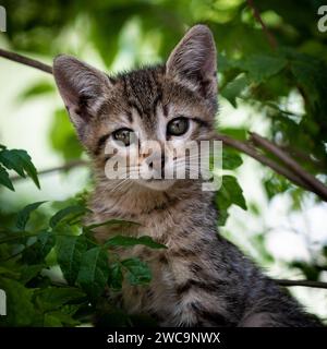 Porträt eines niedlichen und neugierigen, grau-schwarzen Tigerstreifenkittes, das inmitten grüner Blätter und Äste sitzt. Stockfoto