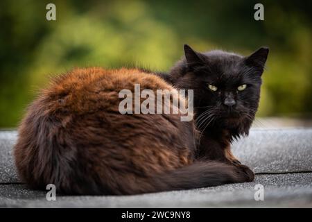 Eine braune und schwarze, lange Haare, verwilderte Straßenkatze sitzt aufrecht auf einer Steinmauer in der Morgensonne. Stockfoto
