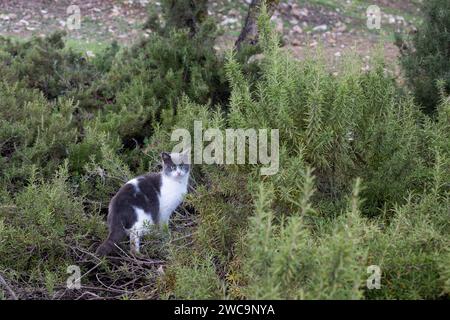 Isolierte, grau-weiße, ausgewachsene, wilde Straßenkatze aus Jerusalem spaziert durch einen städtischen Garten mit Bäumen und Sträuchern. Stockfoto