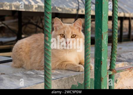 Flauschige, orange-weiße, wilde Straßenkatze mit großen gelben Augen, die sich hinter einem grünen Stahlzaun versteckt. Stockfoto